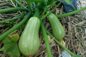 white zucchini plant