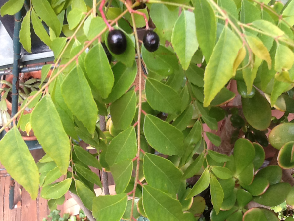 curry-tree-nunawading-community-gardensnunawading-community-gardens